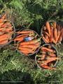 Морковь фасованная в сетку мешок от прямого поставщика размером в плечах 3-4, в длину 12-22.